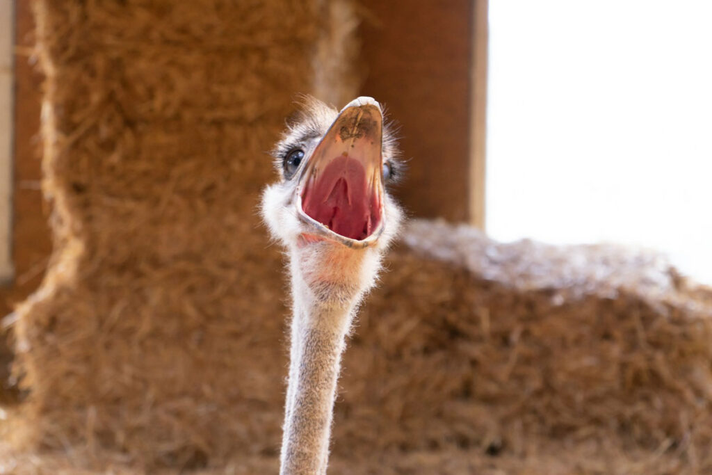 screaming ostrich as a metaphor for listening to what your tinnitus is trying to tell you