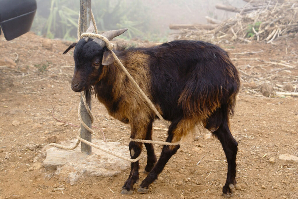tangled up goat as a metaphor for making bad life choices